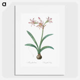 Amaryllis - Pierre Joseph Redouté Poster.