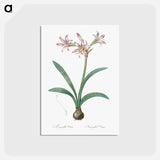 アートポストカード-Amaryllis - ピエール ジョゼフ ルドゥーテ Postcard.