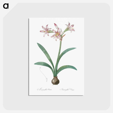 アートポストカード-Amaryllis - ピエール ジョゼフ ルドゥーテ Postcard.