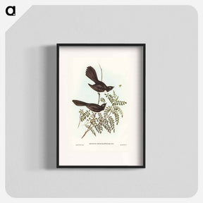 アートポスター-Black Fantailed Flycatcher
 - ジョン グールド Poster.