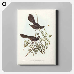 アートパネル-Black Fantailed Flycatcher
 - ジョン グールド Canvas.