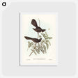アートポストカード-Black Fantailed Flycatcher
 - ジョン グールド Postcard.