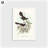 アートポストカード-Black Fantailed Flycatcher
 - ジョン グールド Postcard.