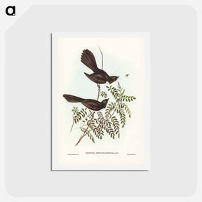 アートポストカード-Black Fantailed Flycatcher
 - ジョン グールド Postcard.