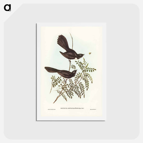 アートポストカード-Black Fantailed Flycatcher
 - ジョン グールド Postcard.