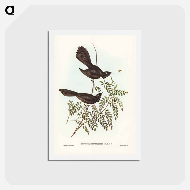 アートポストカード-Black Fantailed Flycatcher
 - ジョン グールド Postcard.