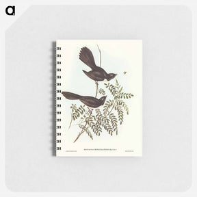 アートメモ帳-Black Fantailed Flycatcher
 - ジョン グールド Memo.