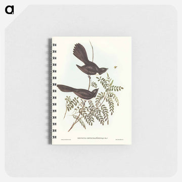 Black Fantailed Flycatcher
 - ジョン グールド Memo.