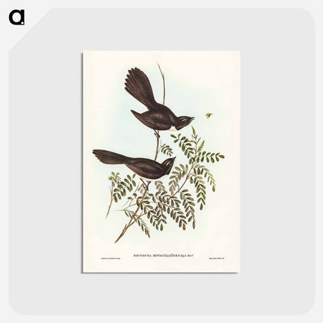 アートポストカード-Black Fantailed Flycatcher
 - ジョン グールド Postcard.