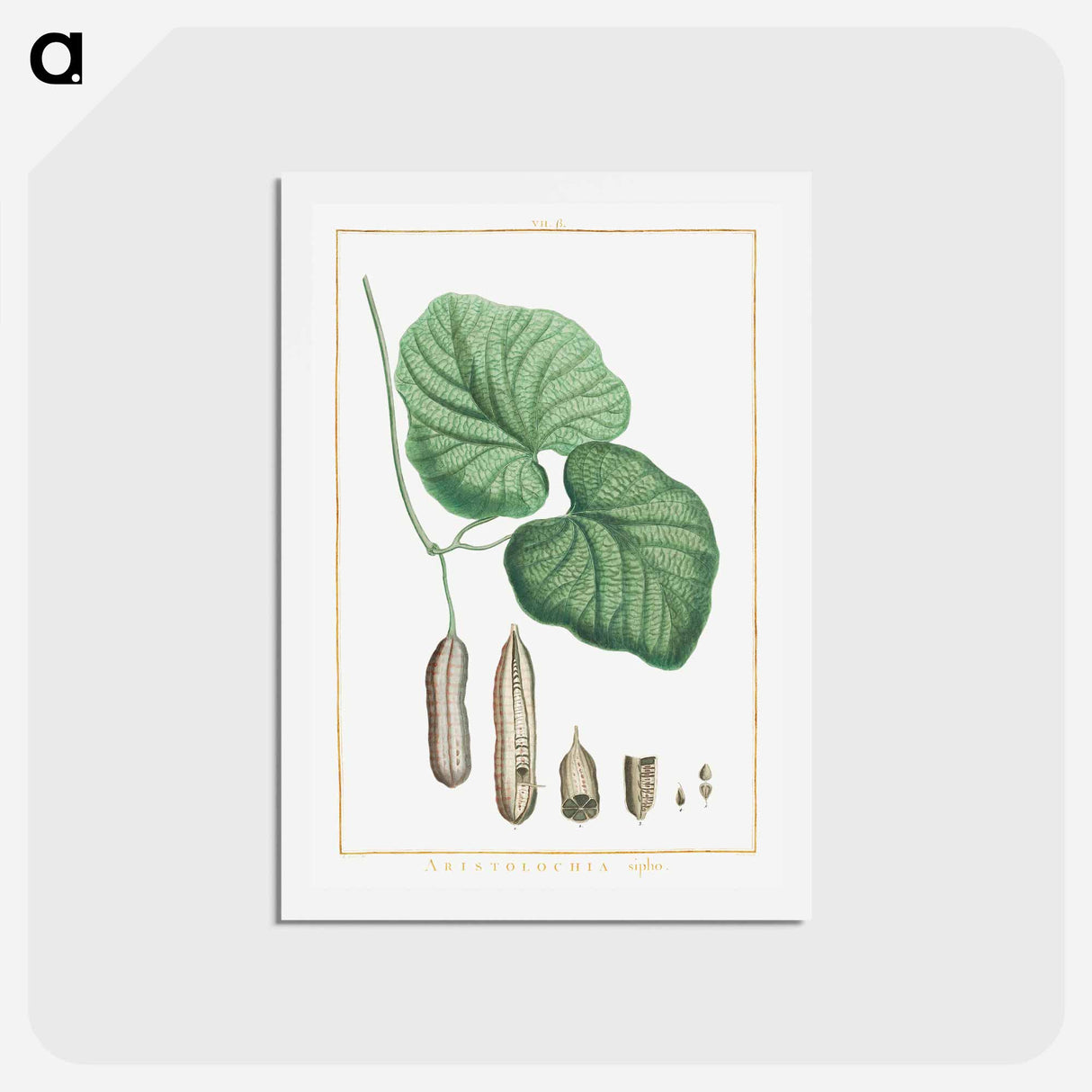 アートポストカード-Aristolochia sipho - ピエール ジョゼフ ルドゥーテ Postcard.