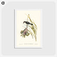 アートポストカード-White-bellied Robin
 - ジョン グールド Postcard.