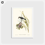 アートポストカード-White-bellied Robin
 - ジョン グールド Postcard.