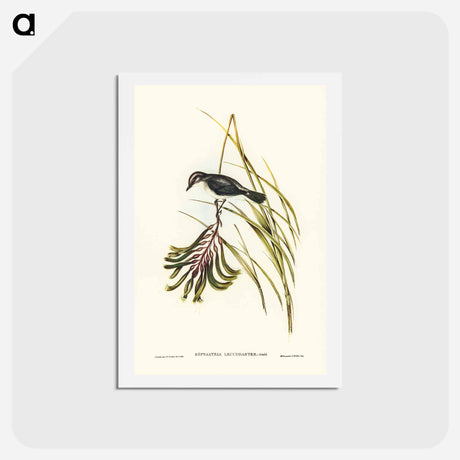 アートポストカード-White-bellied Robin
 - ジョン グールド Postcard.