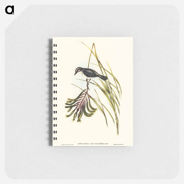 White-bellied Robin
 - ジョン グールド Memo.
