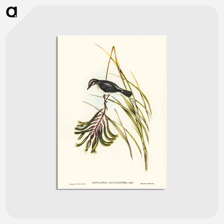 アートポストカード-White-bellied Robin
 - ジョン グールド Postcard.