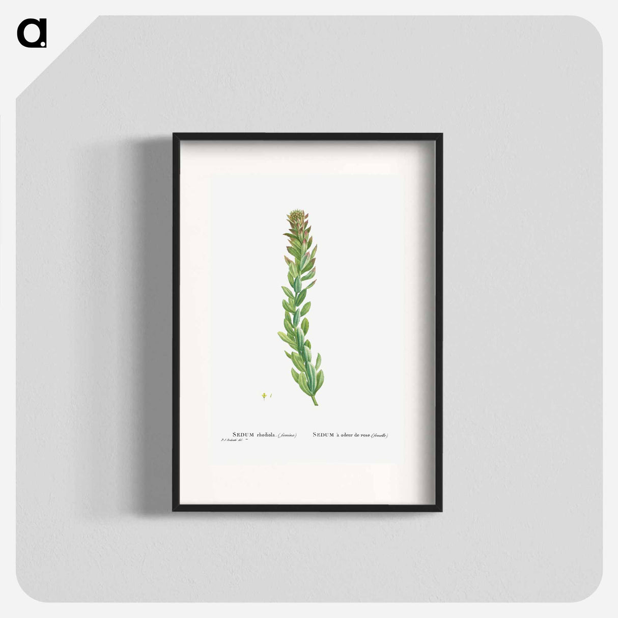 Rhodiola (Stonecrops) - Pierre Joseph Redouté Poster.