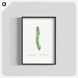 Rhodiola (Stonecrops) - Pierre Joseph Redouté Poster.