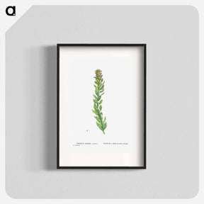 アートポスター-Rhodiola (Stonecrops) - ピエール ジョゼフ ルドゥーテ Poster.