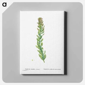 アートパネル-Rhodiola (Stonecrops) - ピエール ジョゼフ ルドゥーテ Canvas.