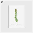 アートポストカード-Rhodiola (Stonecrops) - ピエール ジョゼフ ルドゥーテ Postcard.