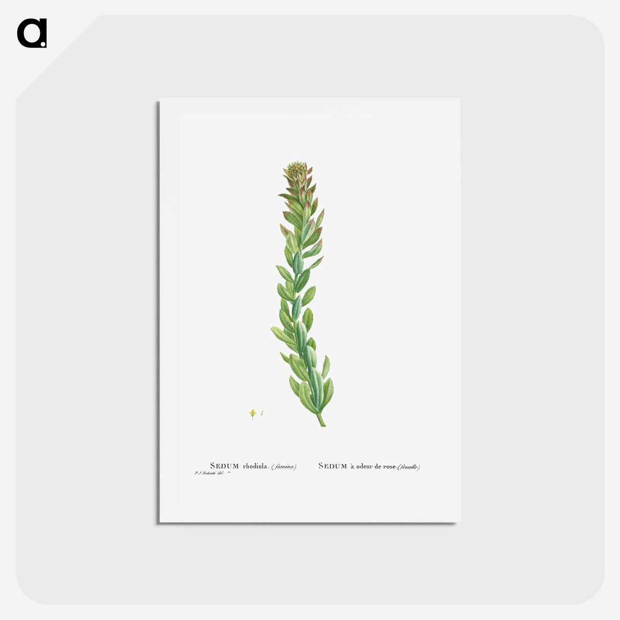 アートポストカード-Rhodiola (Stonecrops) - ピエール ジョゼフ ルドゥーテ Postcard.