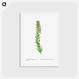アートポストカード-Rhodiola (Stonecrops) - ピエール ジョゼフ ルドゥーテ Postcard.