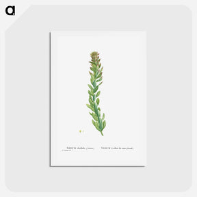 アートポストカード-Rhodiola (Stonecrops) - ピエール ジョゼフ ルドゥーテ Postcard.