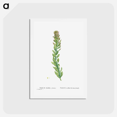アートポストカード-Rhodiola (Stonecrops) - ピエール ジョゼフ ルドゥーテ Postcard.