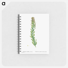 アートメモ帳-Rhodiola (Stonecrops) - ピエール ジョゼフ ルドゥーテ Memo.