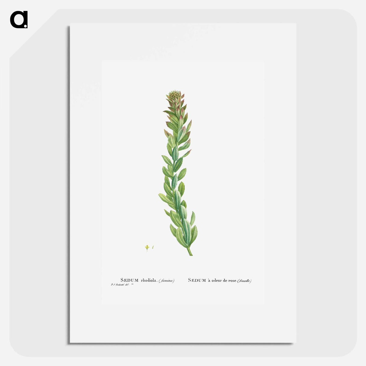 Rhodiola (Stonecrops) - Pierre Joseph Redouté Poster.