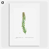 Rhodiola (Stonecrops) - Pierre Joseph Redouté Poster.
