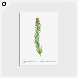 アートポストカード-Rhodiola (Stonecrops) - ピエール ジョゼフ ルドゥーテ Postcard.
