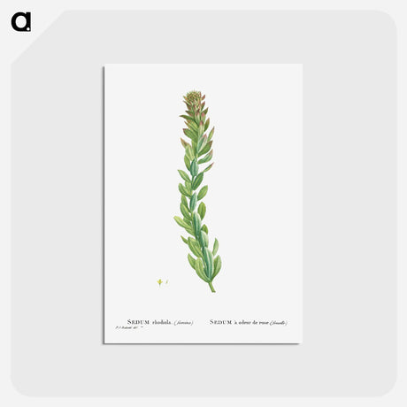 アートポストカード-Rhodiola (Stonecrops) - ピエール ジョゼフ ルドゥーテ Postcard.