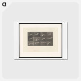 アートポストカード-Parrot in Flight
 - エドワード マイブリッジ Postcard.