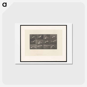 アートポストカード-Parrot in Flight
 - エドワード マイブリッジ Postcard.