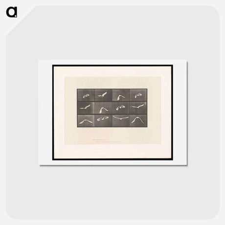 アートポストカード-Parrot in Flight
 - エドワード マイブリッジ Postcard.