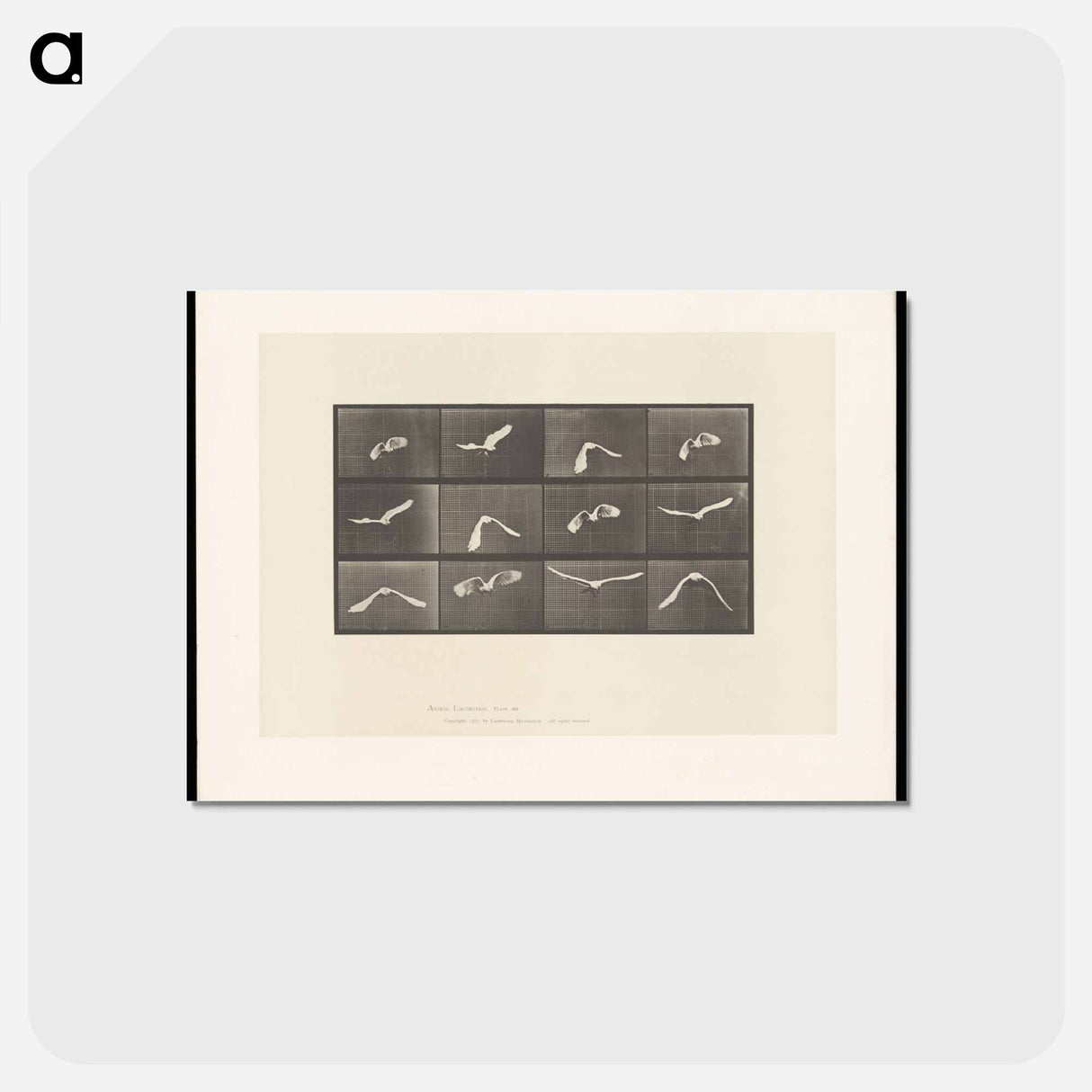 アートポストカード-Parrot in Flight
 - エドワード マイブリッジ Postcard.