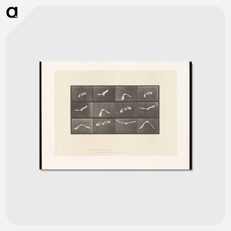 アートポストカード-Parrot in Flight
 - エドワード マイブリッジ Postcard.