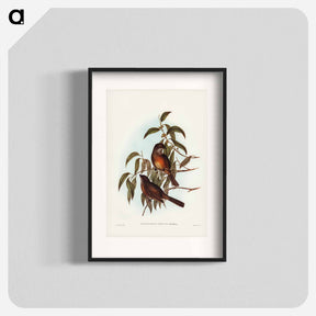 アートポスター-Olivaceous Pachycephala
 - ジョン グールド Poster.