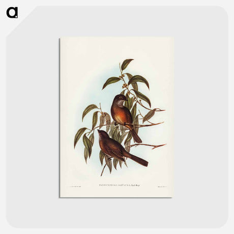 アートポストカード-Olivaceous Pachycephala
 - ジョン グールド Postcard.