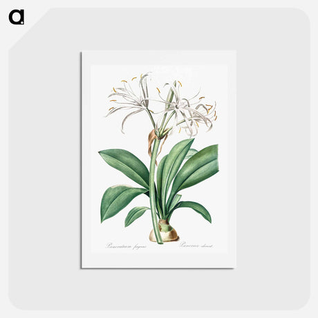 アートポストカード-Spider lily illustration - ピエール ジョゼフ ルドゥーテ Postcard.