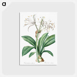 アートポストカード-Spider lily illustration - ピエール ジョゼフ ルドゥーテ Postcard.