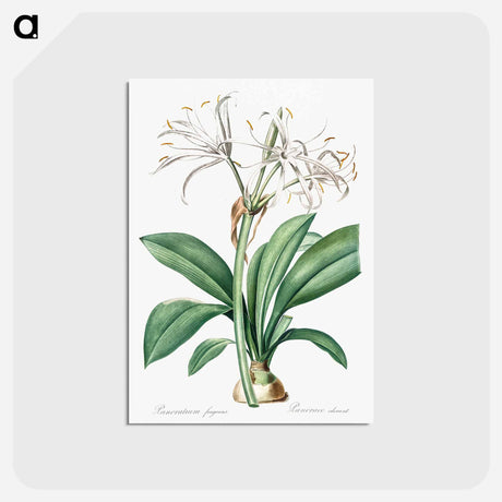 アートポストカード-Spider lily illustration - ピエール ジョゼフ ルドゥーテ Postcard.