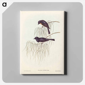 アートパネル-Shining Flycatcher
 - ジョン グールド Canvas.