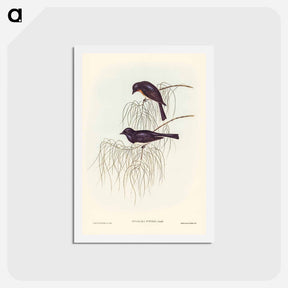 アートポストカード-Shining Flycatcher
 - ジョン グールド Postcard.