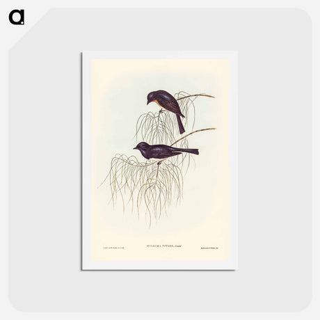 アートポストカード-Shining Flycatcher
 - ジョン グールド Postcard.