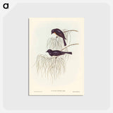 アートポストカード-Shining Flycatcher
 - ジョン グールド Postcard.