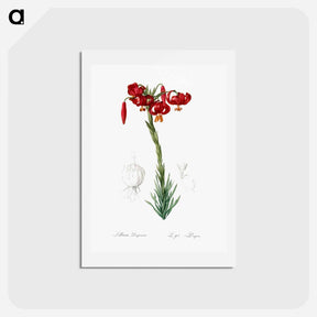 アートポストカード-Lily illustration - ピエール ジョゼフ ルドゥーテ Postcard.