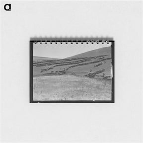 アートメモ帳-Sheep grazing - ドロテア ラング Memo.