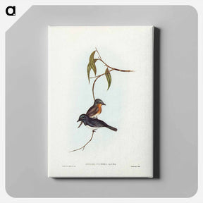 アートパネル-Plumbeous Flycatcher
 - ジョン グールド Canvas.